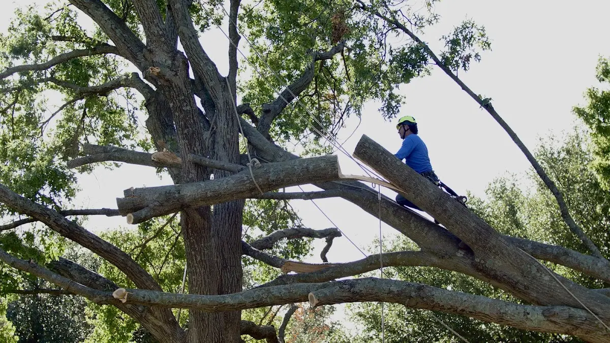 Professional Crown Thinning performed by certified arborists in Olyphant
