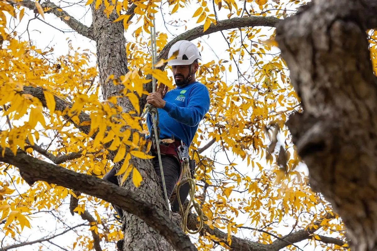 Skilled Tree Planting crew working in Olyphant