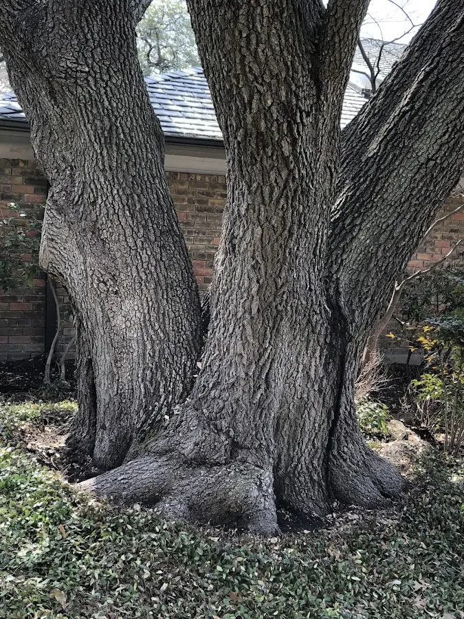 Mature heritage tree close to a Olyphant property cared for by certified arborists